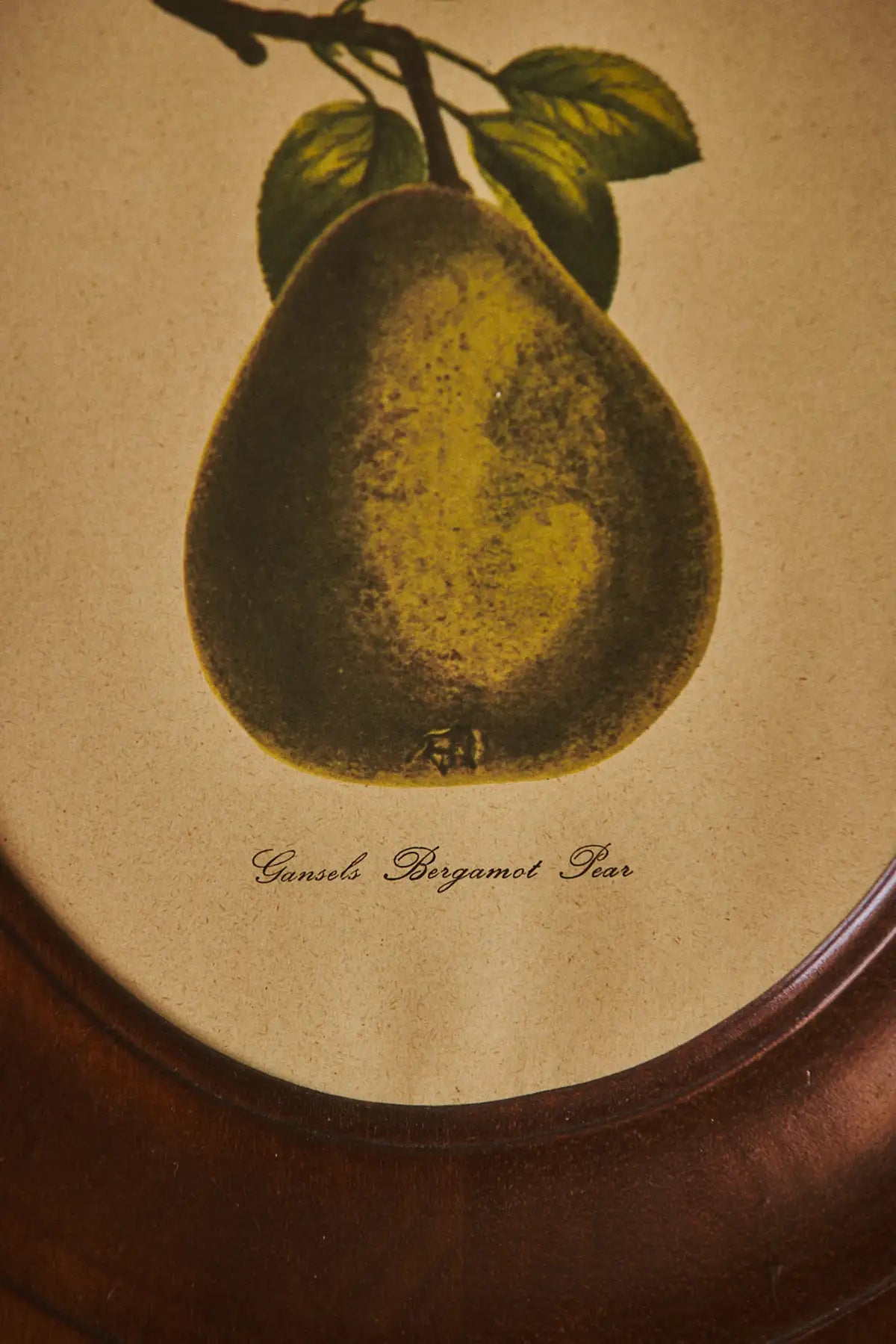 Cadre gravure botanique poire