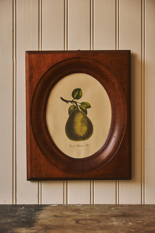 Cadre gravure botanique poire