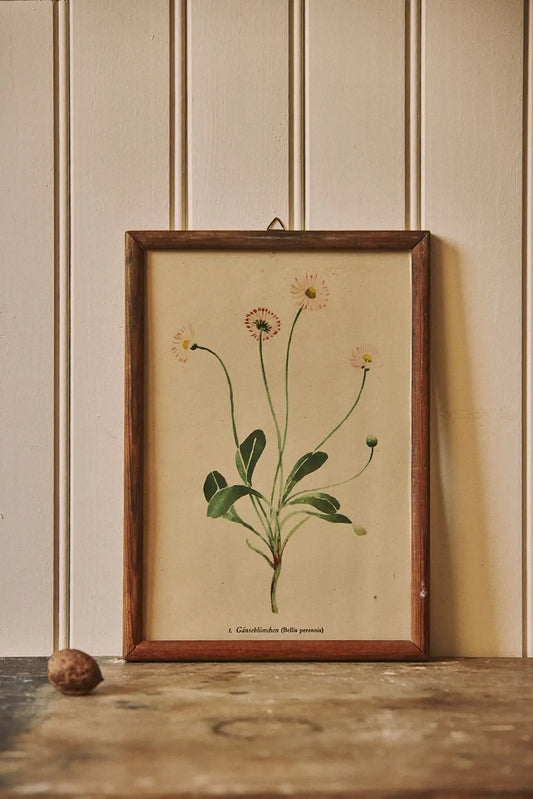 Cadre gravure botanique fleurs
