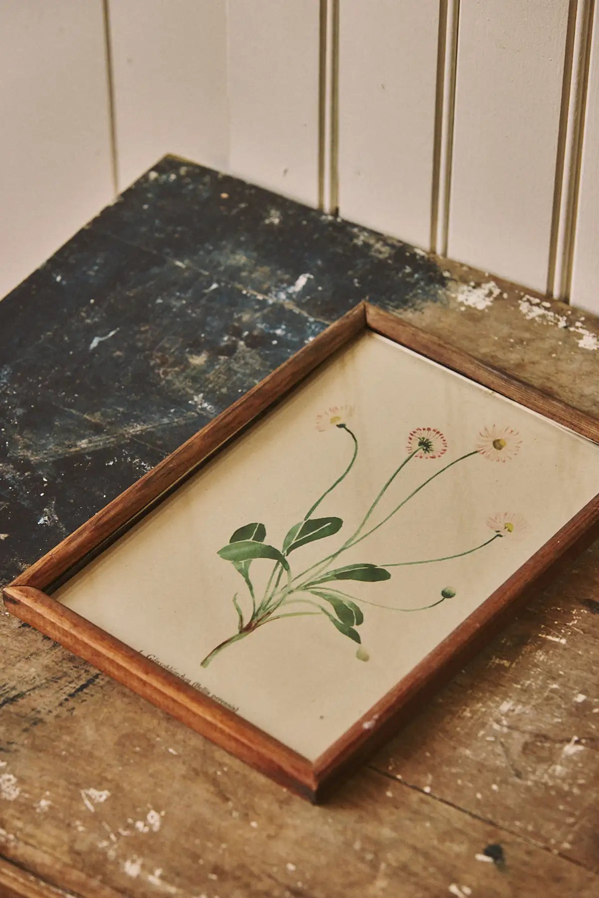Cadre gravure botanique fleurs