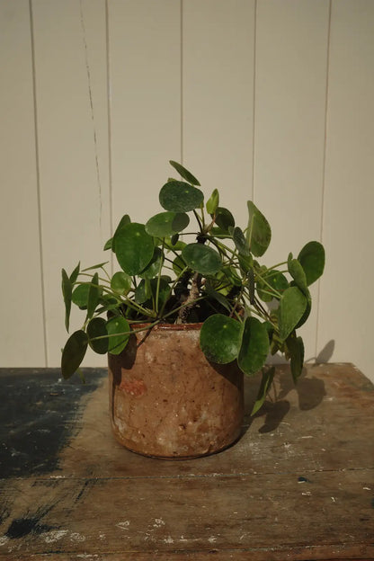Cache pot en terre cuite